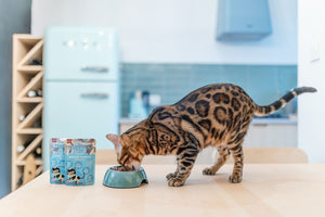 Little BigPaw Gourmet Atlantic Salmon Mousse Wet Cat Food 85g - 85G - Shopivet.com