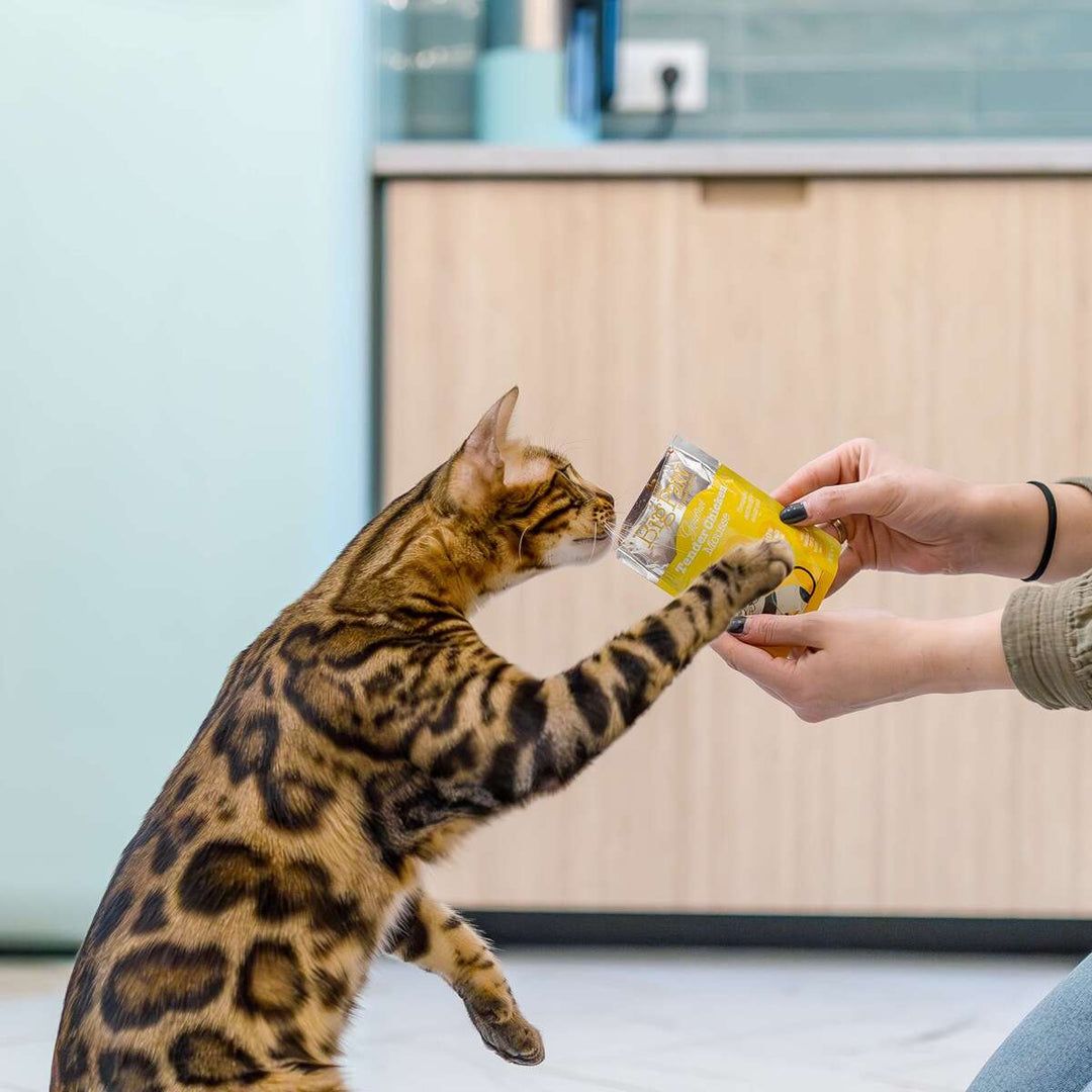 Little BigPaw Gourmet Tender Chicken Mousse Wet Cat Food 85g - 85G - Shopivet.com