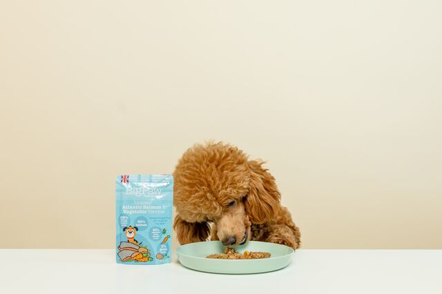 Little BigPaw Steamed Atlantic Salmon & Vegetables Dinner Wet Dog Food 150g - 150g - Shopivet.com