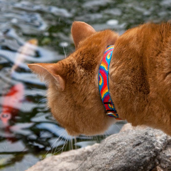 LOLLIPOP Cat collar Originals - Without Bell - Shopivet.com