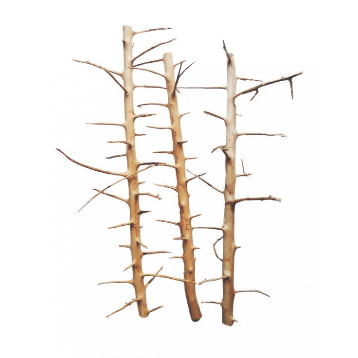 LONG HANDS WOOD - SMALL / 20-30CM / BOX - Shopivet.com