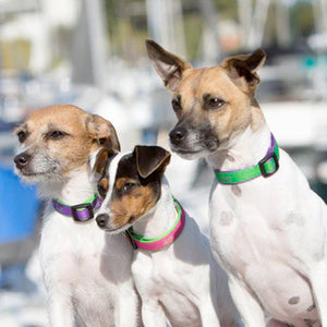 LupinePet 1/2″ (Width) 8 - 12″(Neck) Adjustable Collar for Small Dogs – Newport Blue - Shopivet.com
