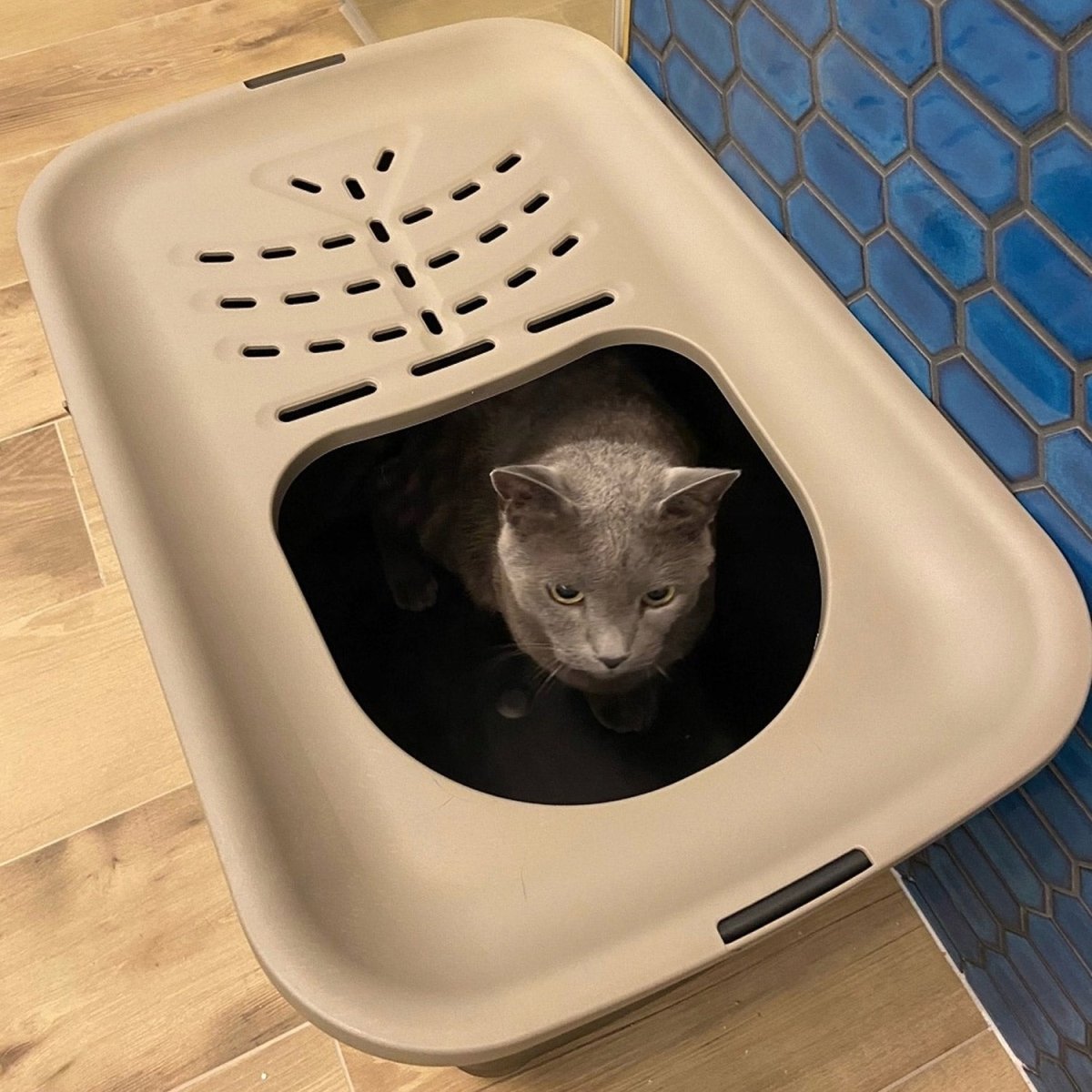 MICIA litter box for cats, Hop - In type with top entry (58x38x40cm) - Shopivet.com