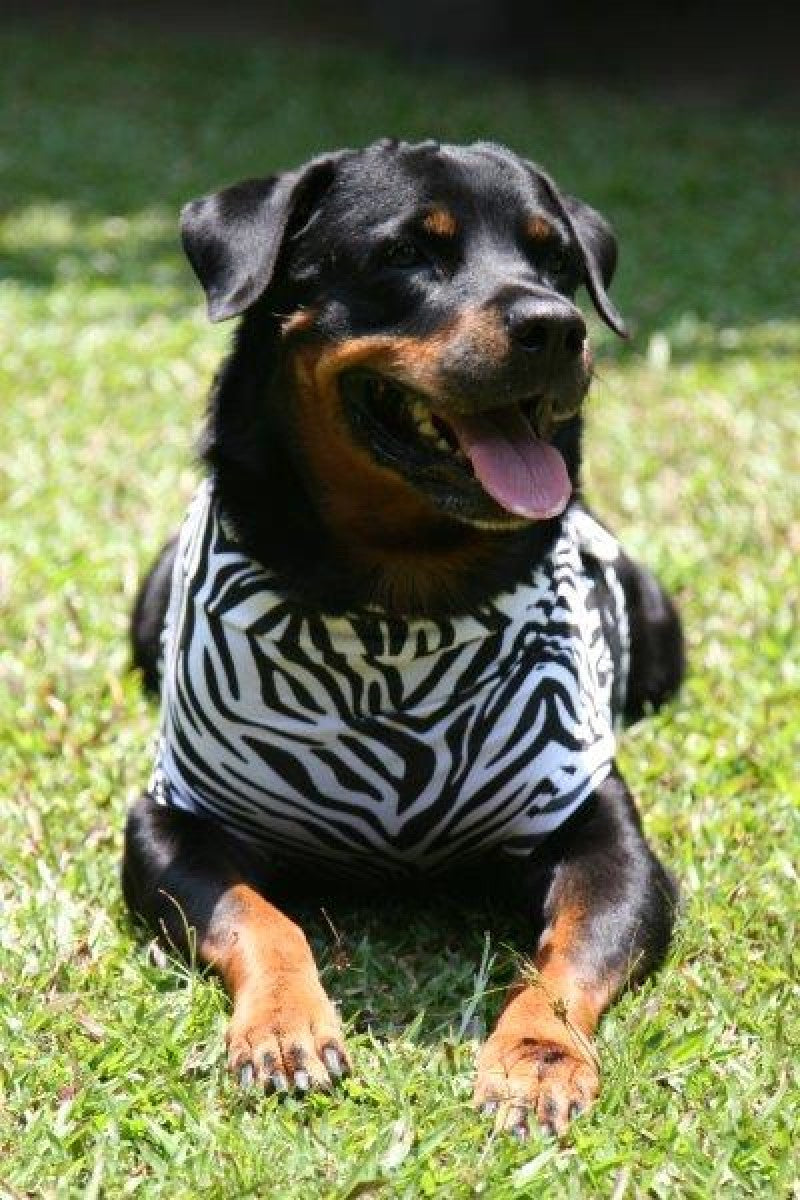 MPS Dog Medical Shirt Zebra 2XSmall