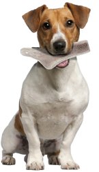 Natural Deer Antler Easy for Dogs Under 10Kg - Shopivet.com