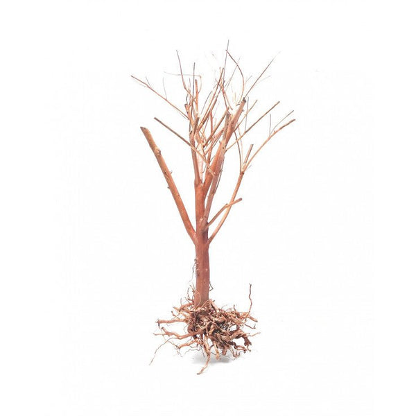 PHOTINIA WOOD - MEDIUM / 25-30CM / BOX - Shopivet.com