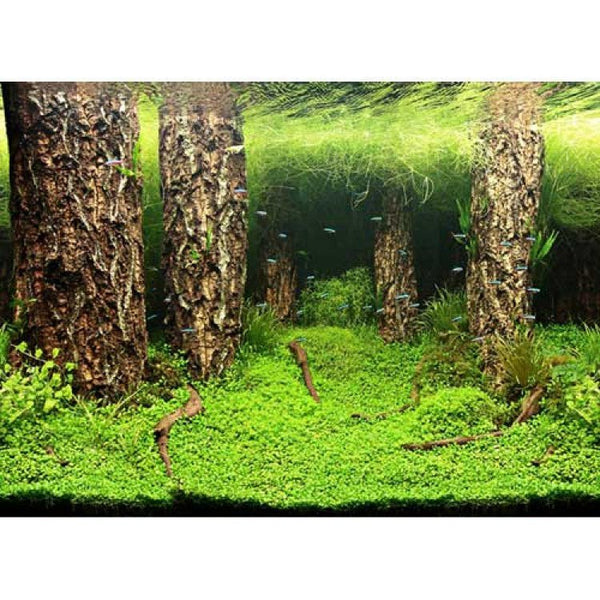 Photo Background Scaper's Hill/Scaper's Forest 120x50 cm - Shopivet.com