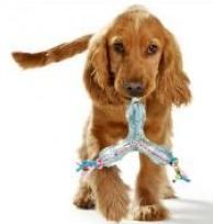 Hunter Chewing Boomerang Dog Toy - BLUE