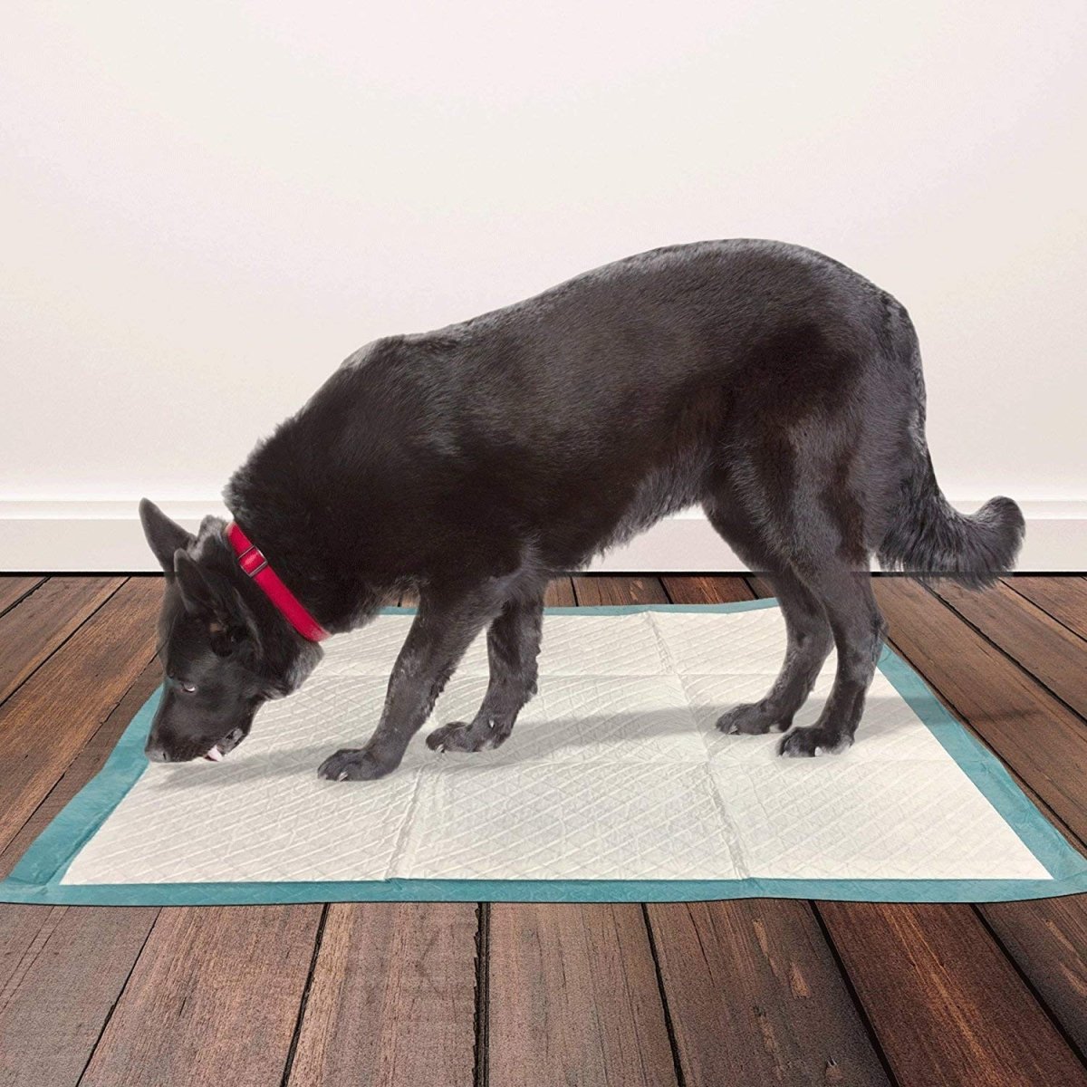 Puppy Training Pads XL – 10 - Shopivet.com