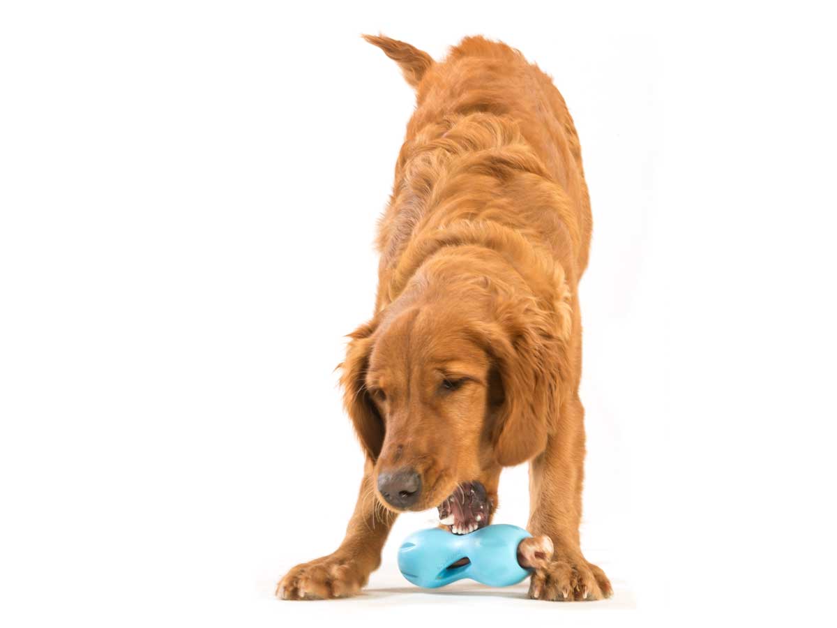 Qwizl Treat Toy - aqua - Shopivet.com