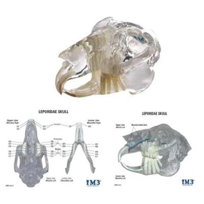 Rabbit Skull Model With Info Card - Shopivet.com