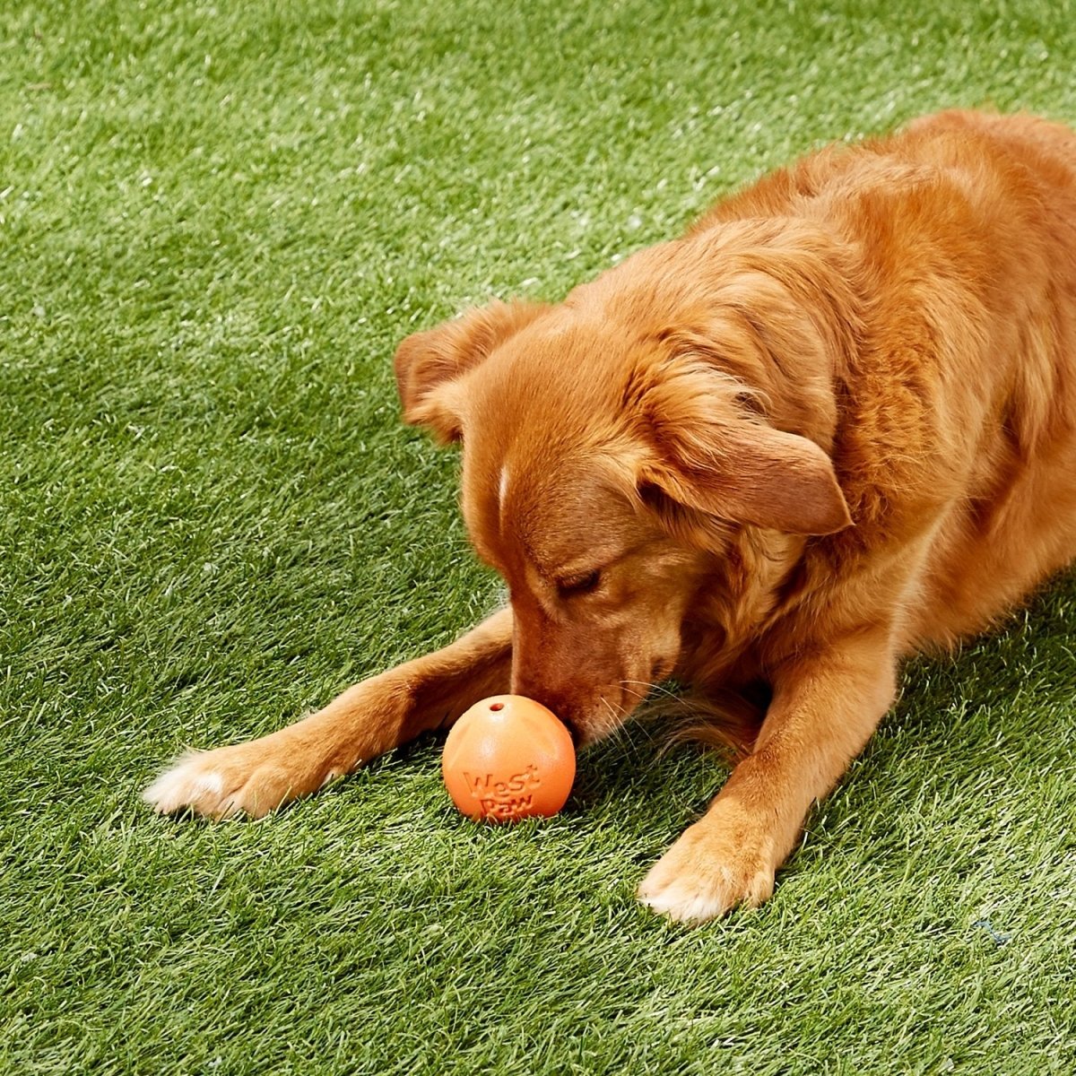 Rando Dog Toy - green - Shopivet.com
