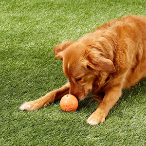 Rando Dog Toy - green - Shopivet.com