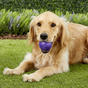 Rando Dog Toy - purple - Shopivet.com