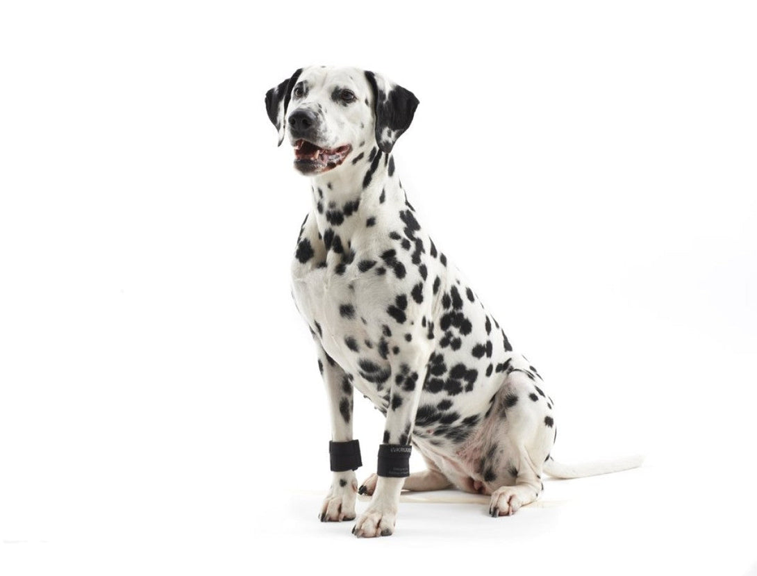 Rehab weight cuffs for dogs Large