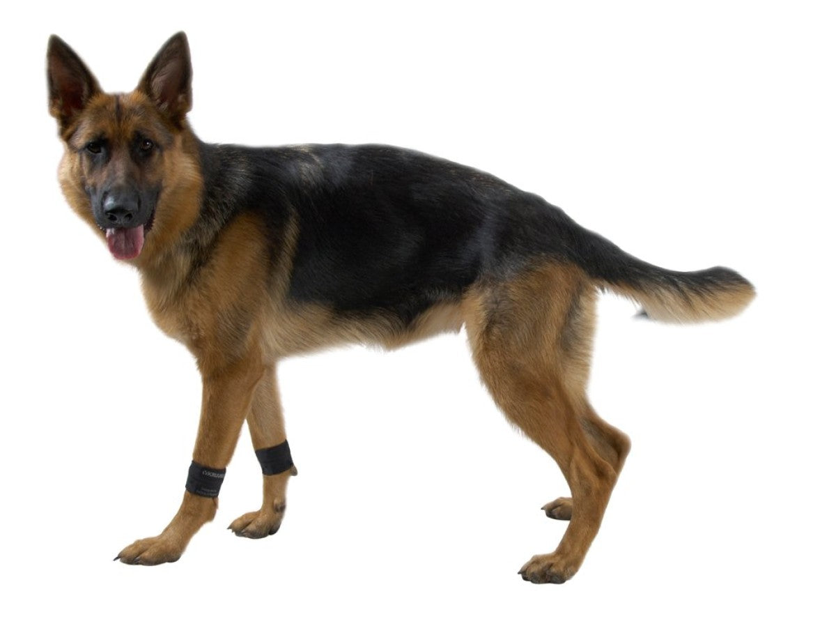Rehab weight cuffs for dogs Medium