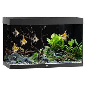 Rio 290 LED Black