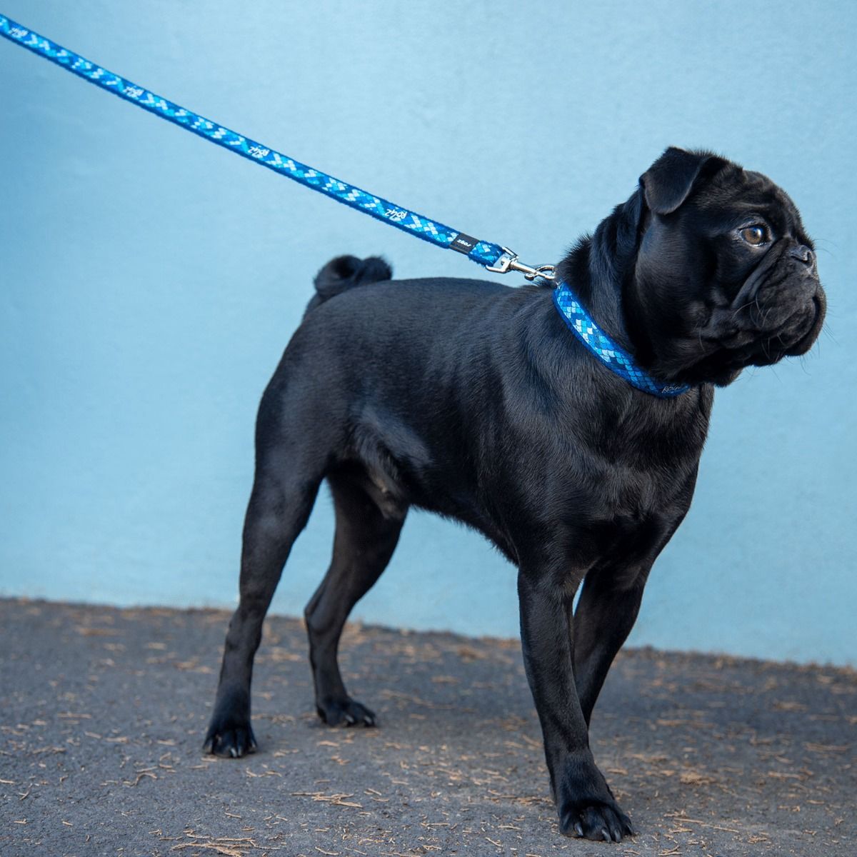 Rogz Fashion Classic Dog Leash - BLUE MEDIUM - Shopivet.com