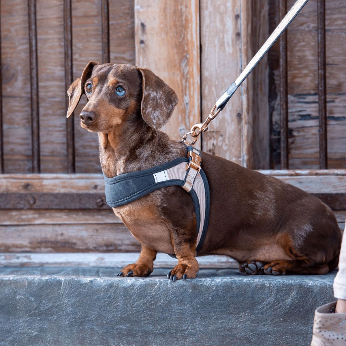 Rogz Urban Fast - Fit Adjustable Dog Harness - OLIVE Medium - Shopivet.com