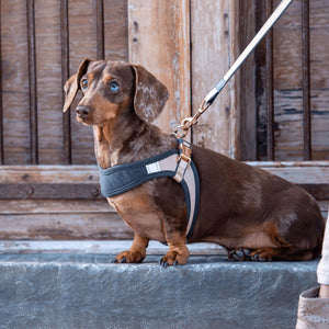 Rogz Urban Fast - Fit Adjustable Dog Harness - PINK MEDIUM - Shopivet.com