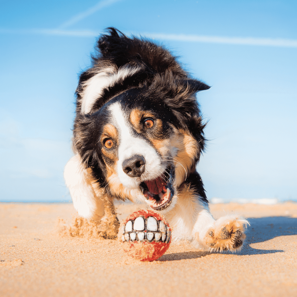 Rogz Grinz Ball Dog Toy - RED L