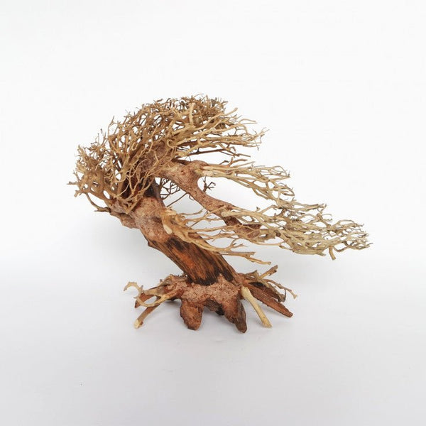 ROMANTIC BONSAI WOOD - SMALL / 23X17X10CM / BOX - Shopivet.com