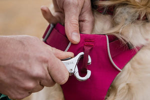 Ruffwear Front Range Padded Dog Harness - Aurora Teal LARGE/XLARGE - Shopivet.com