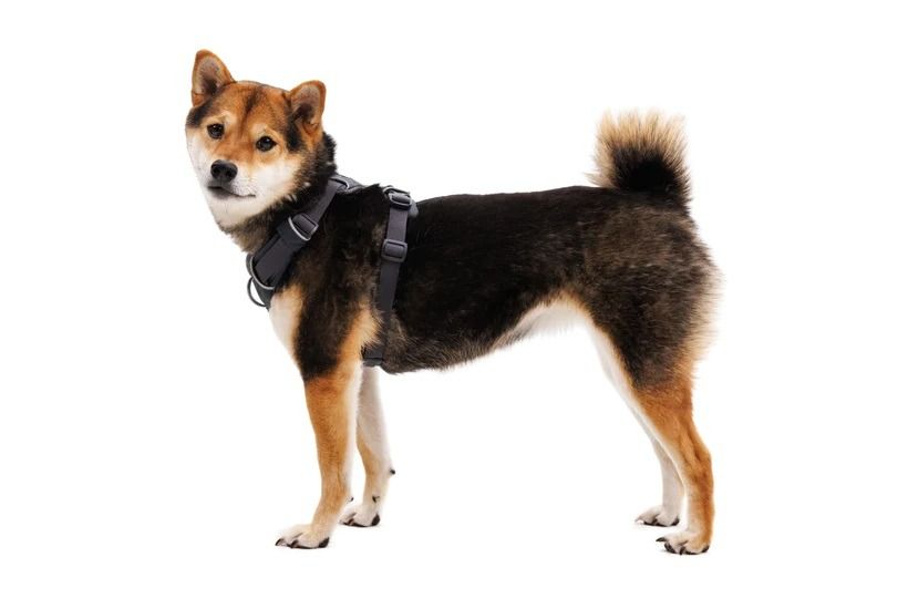 Ruffwear Front Range Padded Dog Harness - Basalt Gray Large/X - Large - Shopivet.com