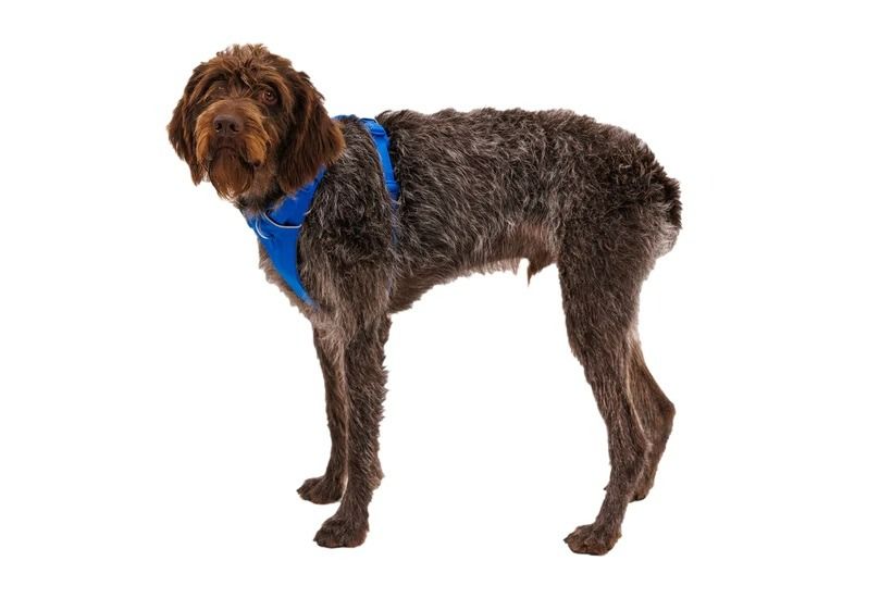 Ruffwear Front Range Padded Dog Harness - Blue Pool XX - Small - Shopivet.com