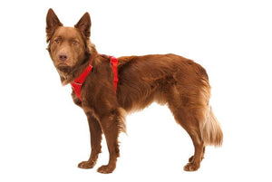 Ruffwear Front Range Padded Dog Harness - Red Canyon Small - Shopivet.com