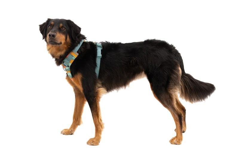 Ruffwear Front Range Padded Dog Harness - River Rock Large/X - Large - Shopivet.com