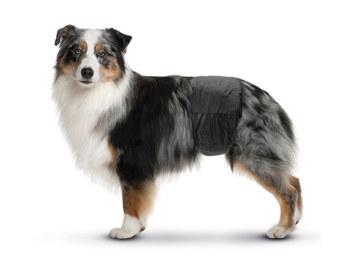 Savic Male Nappy Disposable Dog Diapers 12pcs - Medium - Shopivet.com