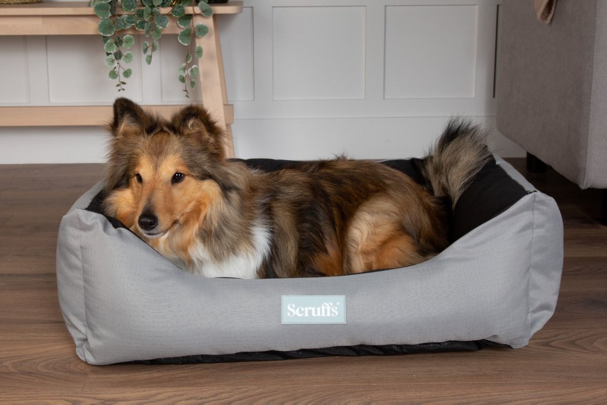 Scruffs Expedition Box Dog Bed - Storm Grey Large - Shopivet.com