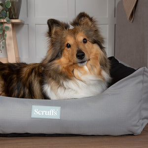 Scruffs Expedition Box Dog Bed - Storm Grey Medium - Shopivet.com
