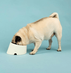 Scruffs Icon Flat Faced Dog Bowl 18cm - Cream - Shopivet.com