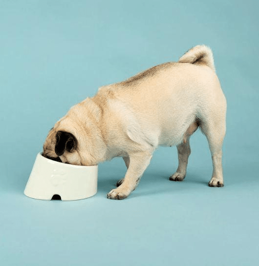 Scruffs Icon Flat Faced Dog Bowl 18cm - Cream - Shopivet.com