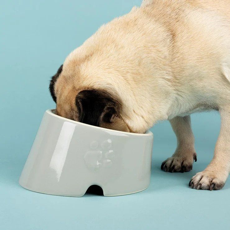 Scruffs Icon Flat Faced Dog Bowl 18cm - Cream - Shopivet.com