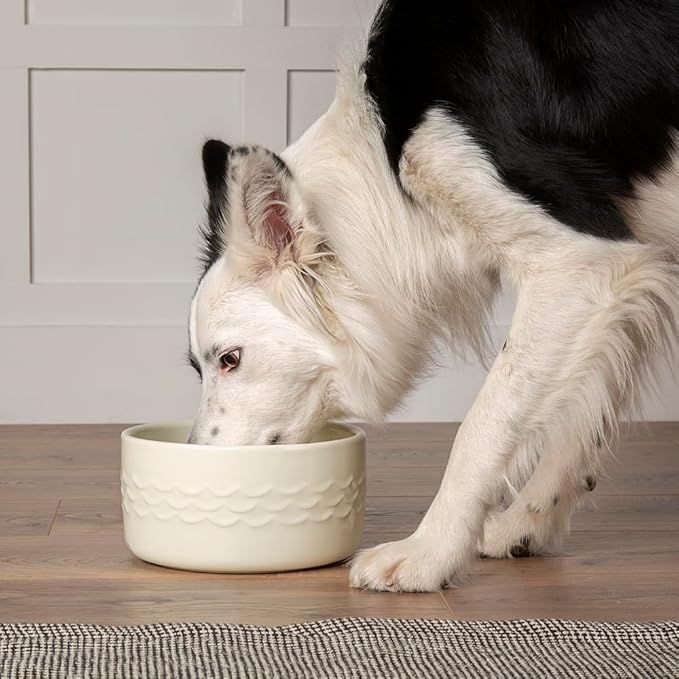 Scruffs Icon Water Dog Bowl - Cream 20cm - Shopivet.com