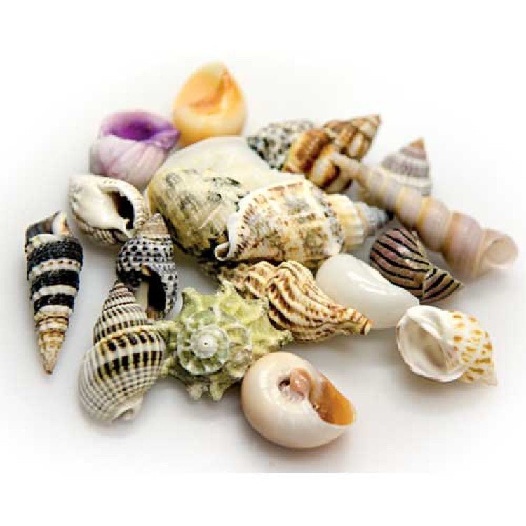 Sea Shells Large in Deco Glass Jar 1 L - Shopivet.com