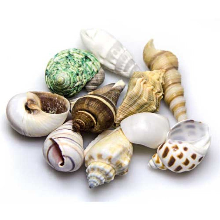 Sea Shells small/medium in Deco Glass Jar 1L - Shopivet.com