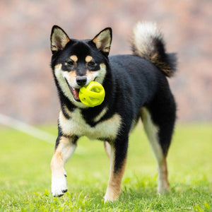 SKIPDAWG Dog Breezy Ball Pack of 2 (Medium) - Shopivet.com