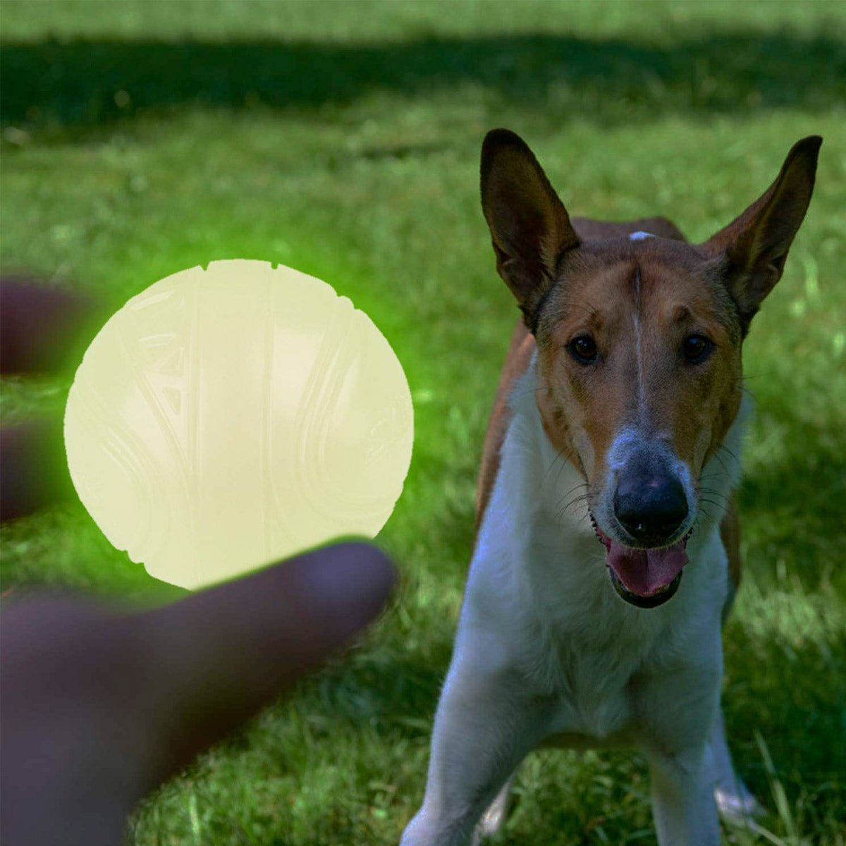 SKIPDAWG Neon Glow Dog Ball (Medium) - Shopivet.com