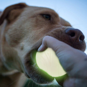 SKIPDAWG Neon Glow Dog Ball (Medium) - Shopivet.com