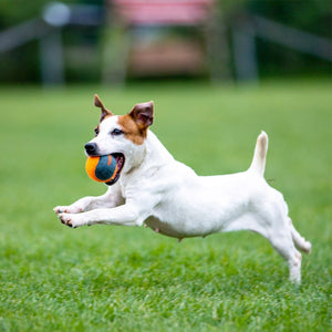 SKIPDAWG Squeaky Dog Tennis Balls (Pack of 4) - Shopivet.com