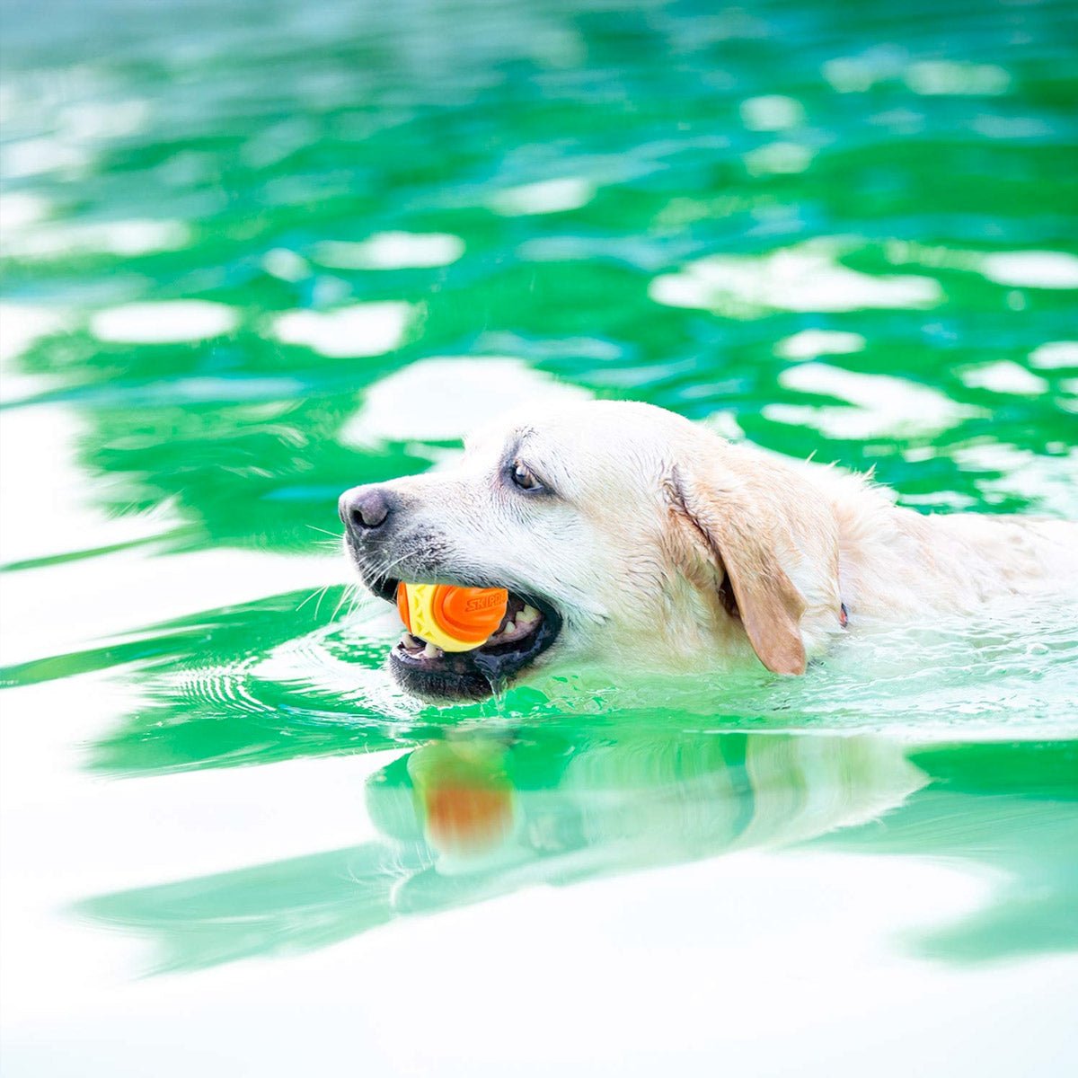 SKIPDAWG X - Foam Ball for Dogs (Medium) - Shopivet.com