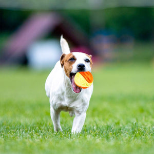 SKIPDAWG X - Foam Ball for Dogs (Medium) - Shopivet.com