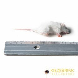 Small White Commercial Mice 10-20g - 1kg pack - Shopivet.com