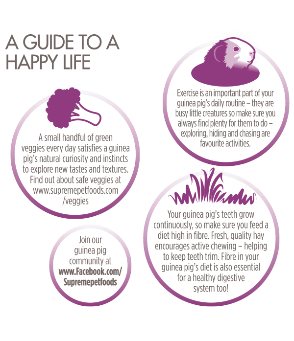 Supreme Selective Guinea Pig Food 2kg - 2KG - Shopivet.com