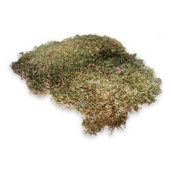 Terrano Natural Moss - Shopivet.com