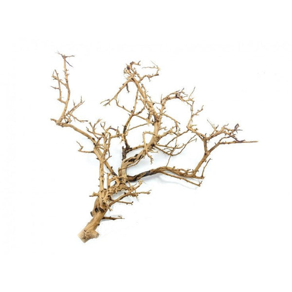 TINY RAMOUS WOOD / 20-50CM / PC - Shopivet.com